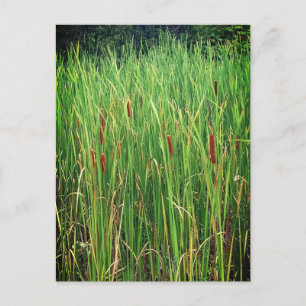 Carte Postale Cattails en Ontario, Canada