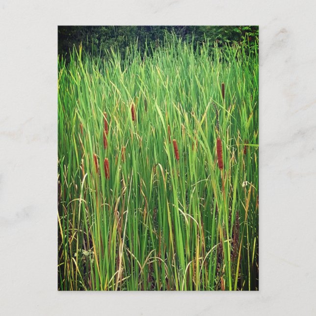 Carte Postale Cattails en Ontario, Canada (Devant)
