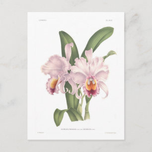 Carte Postale Cattleta trianae var exornata