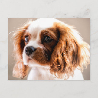 Carte postale Cavalier