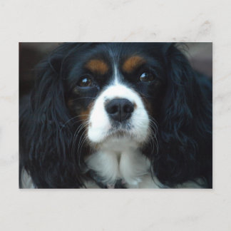Carte postale Cavalier King Charles