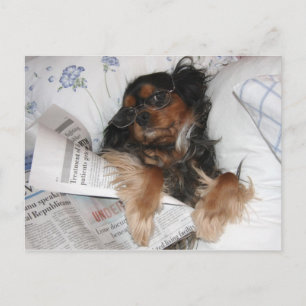 Carte Postale Cavalier King Charles En Lecture De Lit Journal