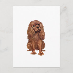 Carte Postale Cavalier King Charles - Rubis