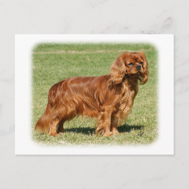 Carte Postale Cavalier King Charles Spaniel (Devant)