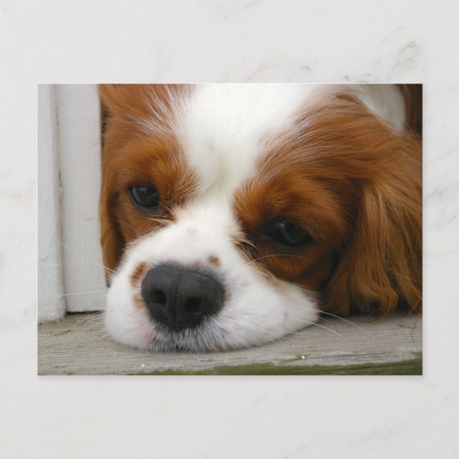 Carte Postale Cavalier King Charles Spaniel (Devant)
