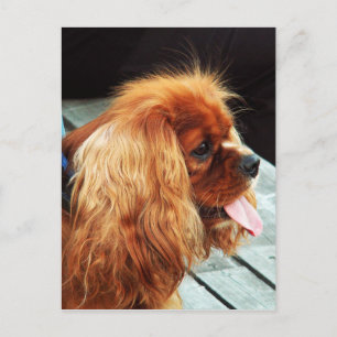 Carte Postale Cavalier King Charles Spaniel