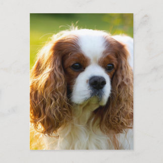 Carte Postale Cavalier King Charles Spaniel