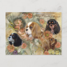 Cavalier King Charles Spaniel