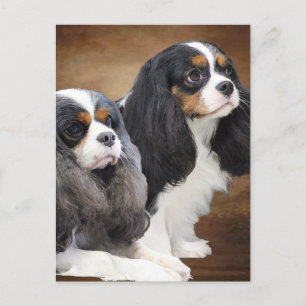 Carte Postale Cavalier King Charles Spaniel