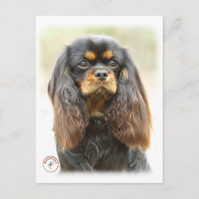 Carte Postale Cavalier King Charles Spaniel 9F51D-03 (Devant)