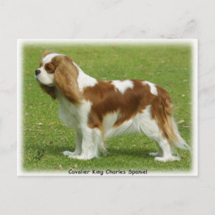 Carte Postale Cavalier King Charles Spaniel 9J001D-06