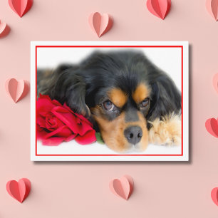 Carte postale Cavalier King Charles Spaniel avec u