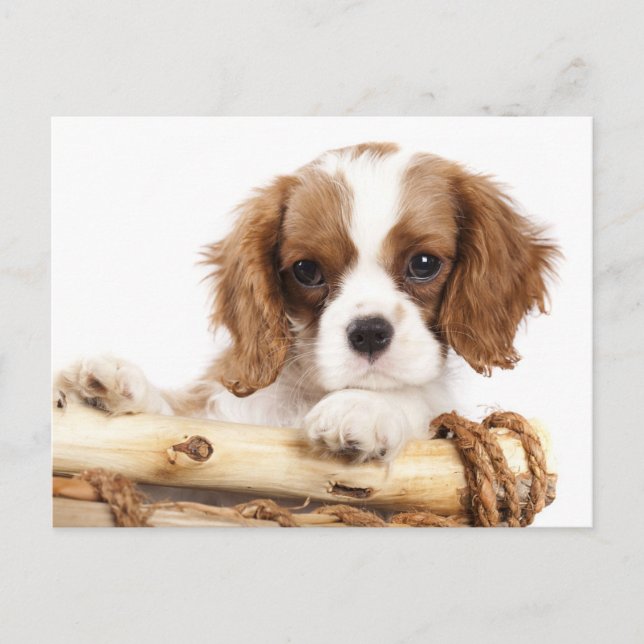 Carte Postale Cavalier King Charles Spaniel Chien Chien Chien Ch (Devant)