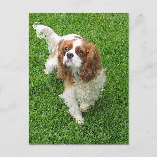 Carte Postale Cavalier King Charles Spaniel Chien Chien Chien Po (Devant)