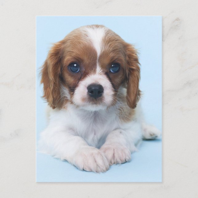 Carte Postale Cavalier King Charles Spaniel Puppy (Devant)