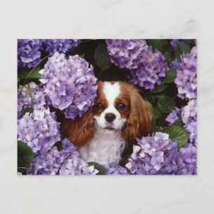 Carte Postale Cavalier King Charles Spaniel Rouge et blanc