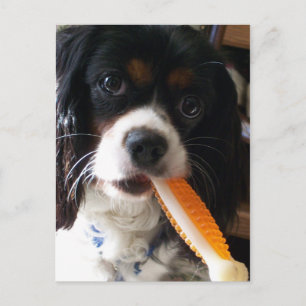 Carte Postale Cavalier roi Charles Spaniel avec os