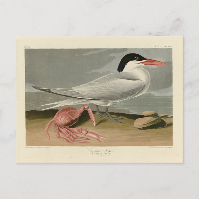 Carte Postale Cayenne (Royal) Tern - Audubon's Birds of America (Devant)