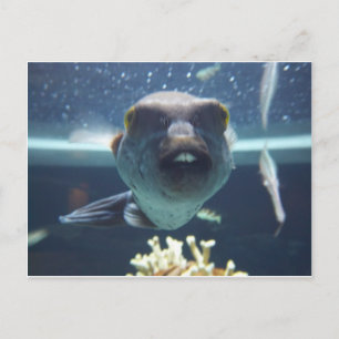 Carte Postale Ce poisson à bec