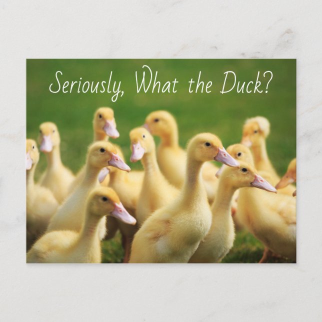 Carte Postale Ce que le canard mange les canettes (Devant)