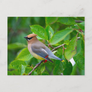 Carte postale Cèdre