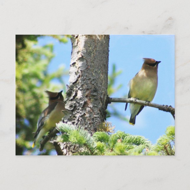 Carte postale Cèdre (Devant)
