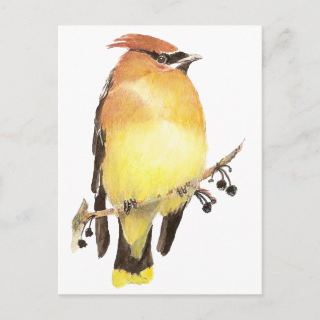 Carte Postale Cèdre, Aquarelle (Devant)