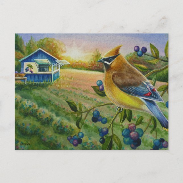Carte Postale Cèdre cire Oiseau Blueberry Farm Aquarelle Art (Devant)