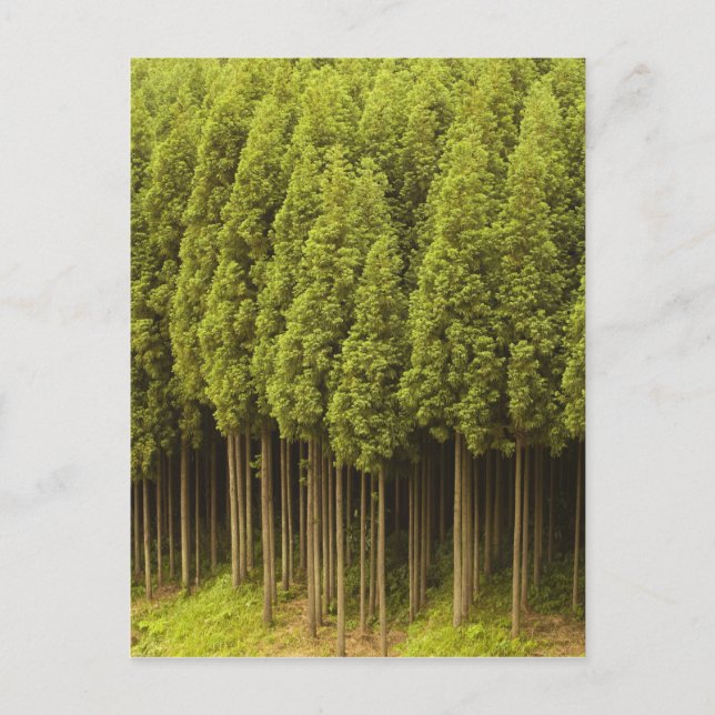 Carte Postale Cèdres Koya Sugi (Devant)