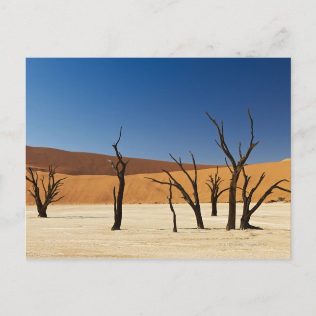 Carte Postale célèbre Deadvlei avec arbres morts, désert 3 (Devant)