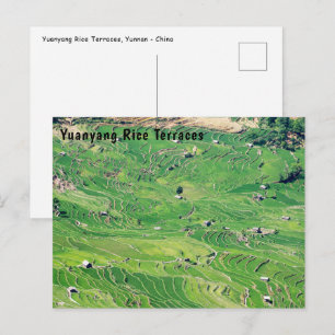 Carte Postale Célèbres rizières en terrasses de Yuanyang - Yunna