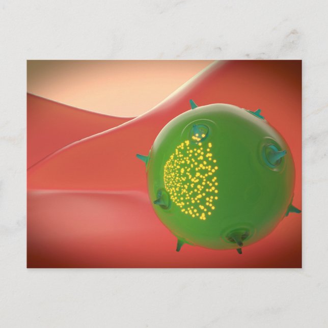 Carte Postale Cellule De Tueur Du Système Immunitaire Inné (Devant)