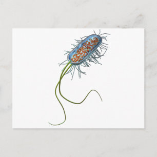 Carte Postale Cellule procaryotique