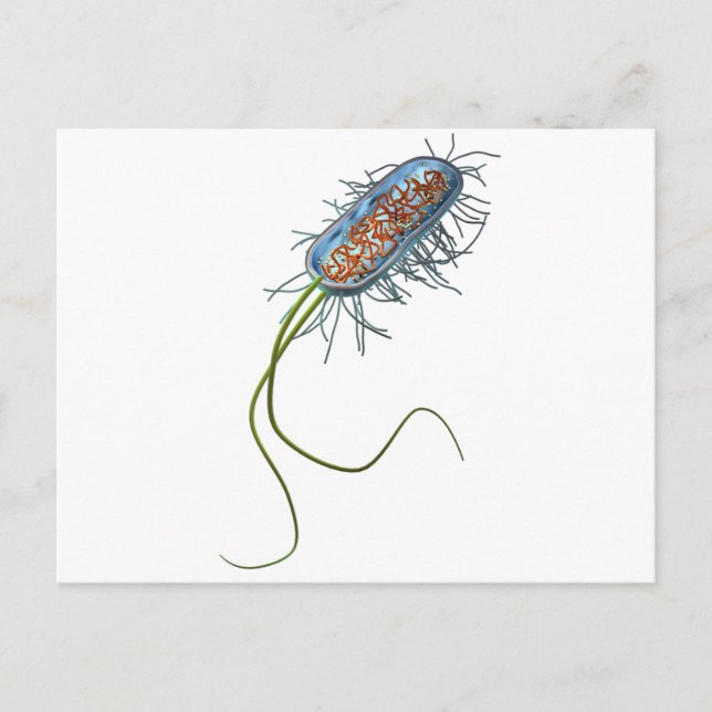 Carte Postale Cellule procaryotique (Devant)