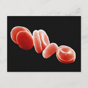 Carte Postale Cellules de sang rouges