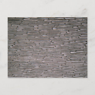 Carte Postale Cellules épidermiques d'oignon à fente sous micros