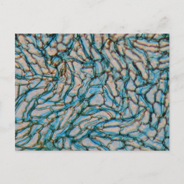 Carte Postale Cellules poivron Bell au microscope (Devant)