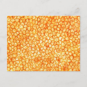 Carte Postale Cellules tomates au microscope