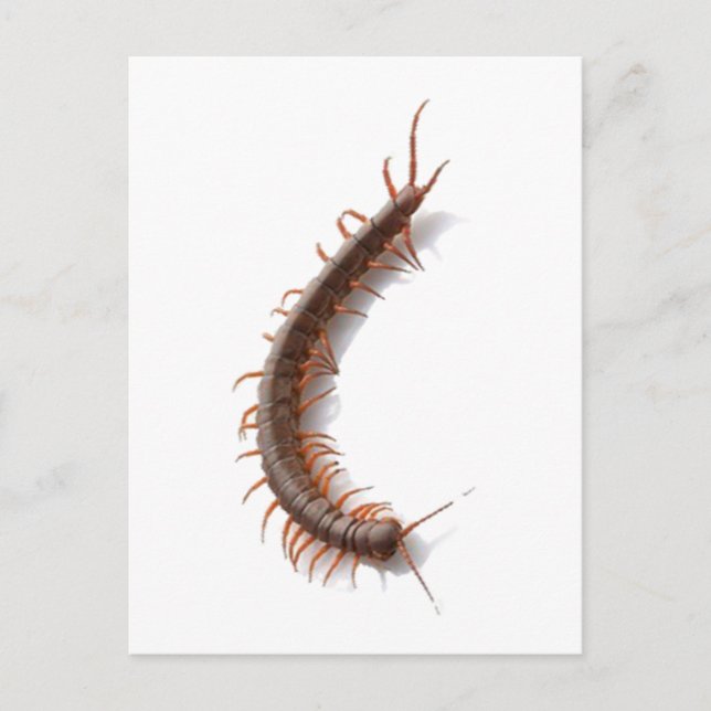 Carte Postale Centipede (Devant)