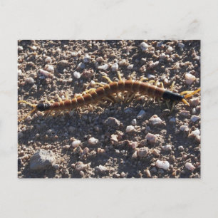 Carte Postale Centipede géant du désert