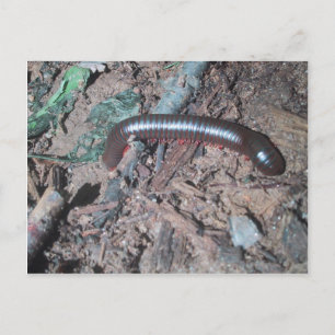 Carte Postale Centipede Rouge Et Argent Brillant Marchant Sur Le