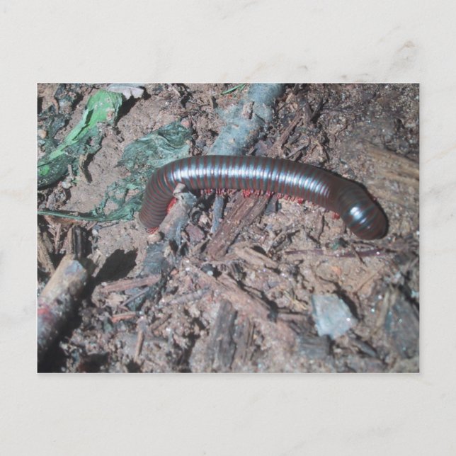 Carte Postale Centipede Rouge Et Argent Brillant Marchant Sur Le (Devant)