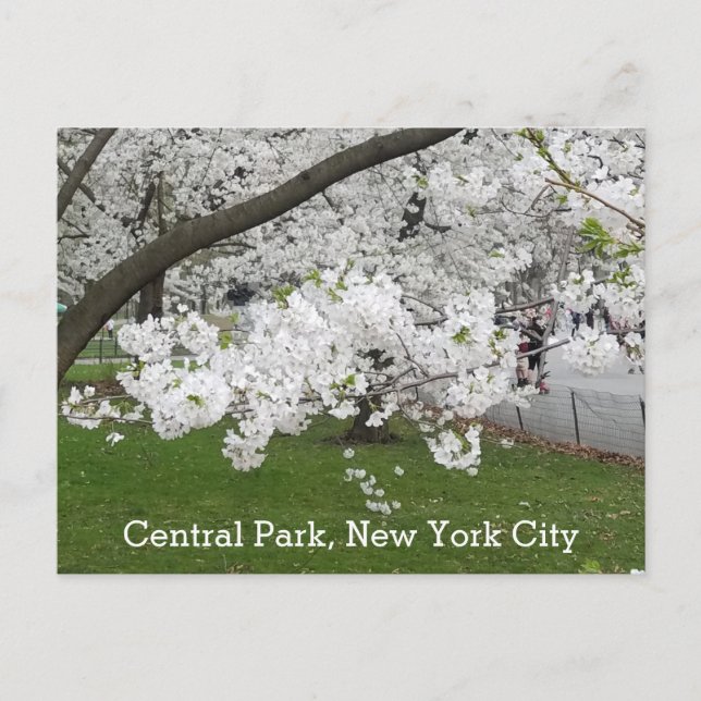 Carte Postale Central Park New York Arbre florissant au printemp (Devant)