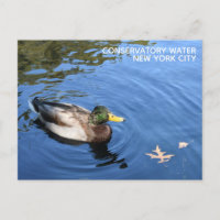 Central Park NYC Conservatoire Eau Mallard Canard