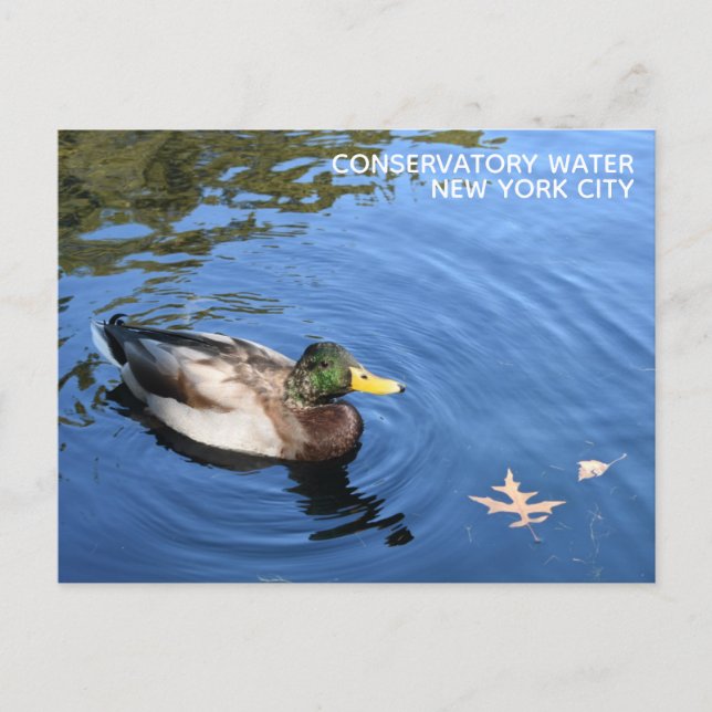 Carte Postale Central Park NYC Conservatoire Eau Mallard Canard (Devant)