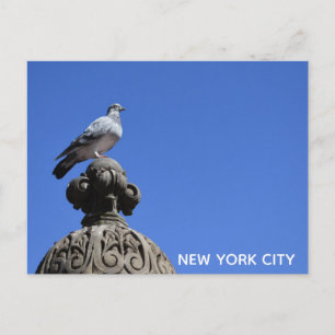Carte Postale Central Park Pigeon Blue Sky New York City Bird