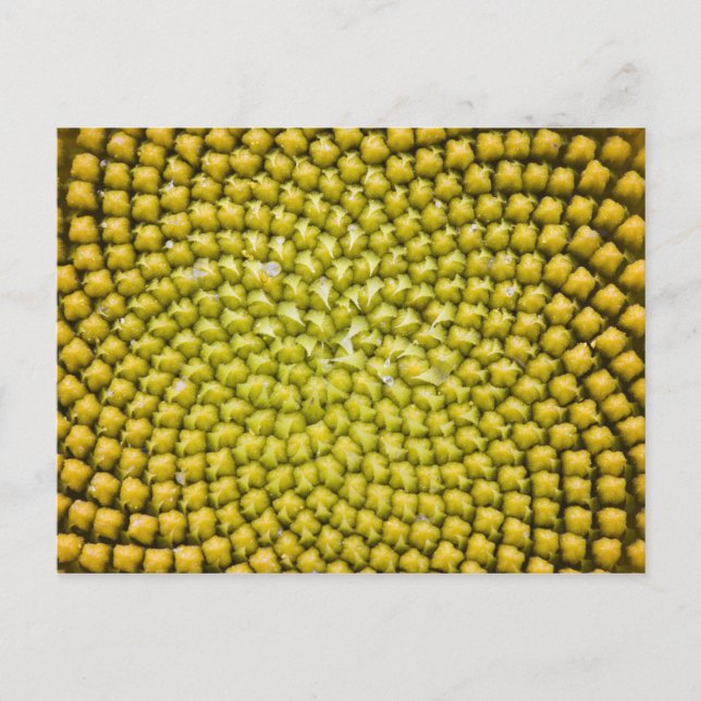 Carte Postale Centre du tournesol géant (Helianthus annuus) (Devant)
