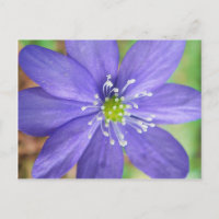 Centre d'une fleur bleue avec des tampons blancs