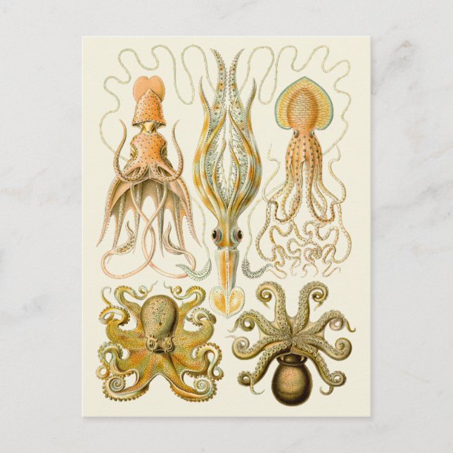 Carte Postale Cephalopod poulpe calmar Nature marine (Devant)