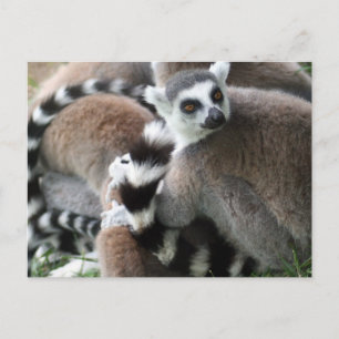 Carte postale Cerclage Lemurs